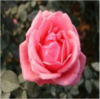 wholesale pink chinese rose plant