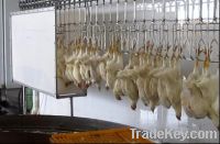 Sell chicken slaughter line