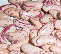 Sell  Light speckled kidney beans