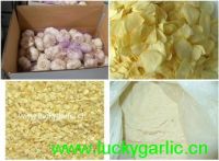 garlic china supplier