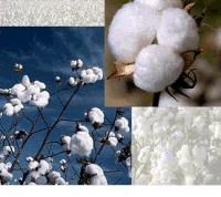 Sell Indian Raw Cotton Bales