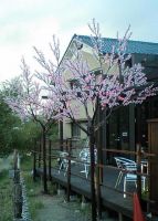 Sell peach blossom  light of  color changing