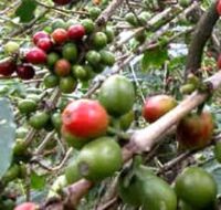 Sell Green Coffee Bean Extract Chlorogenic Acid