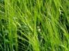 Sell Barley Grass Extract