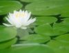 Sell  Lotus leaf extract