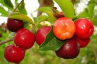 Sell Acerola Cherry Extract
