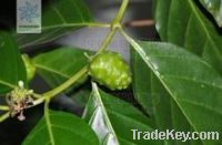 Sell Morinda Citrifolia Extract