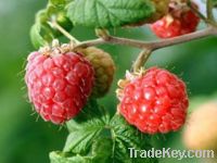 Sell Raspberry Friut Extract