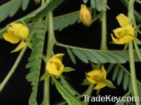 Sell Cassia nomame Extract