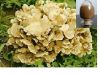 Sell Maitake(Grifola frondosa) Mushroom polysaccharide capsule