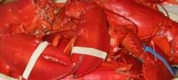 Sell Atlantic Frozen Lobster
