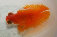Sell ornamental goldfish