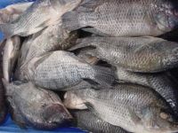 Sell Tilapia G&S(Gutted & Scaled)