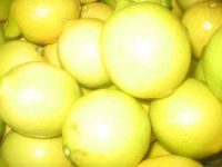 Sell egyptian Lemon