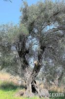 Olive OilFrom Corfu