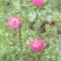 Sell Milk Thistle Extract