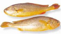 Sell Yellow Croaker