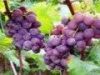 Sell grape seed extract 95%!