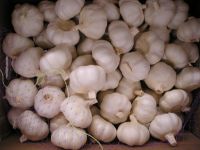 sell white garlic with high quality