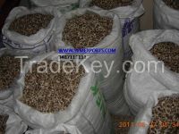 Exporters Of Moringa Seed