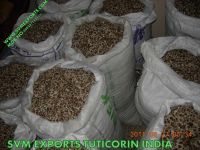Fresh Moringa Seed Suppliers India