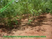 Fresh Moringa Leaf Exporters.