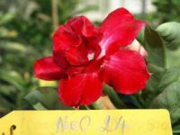 Exotic Adenium Double Flower # 024