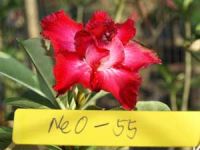 Exotic Adenium Double Flower # 055