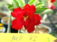 Exotic Adenium Double Flower # 082