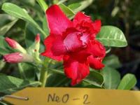 Exotic Adenium Double Flower # 002
