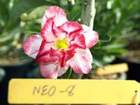 Exotic Adenium Double Flower # 008