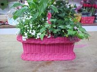 Sell Willow Basket