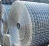 Sell galvanized welded wire mesh