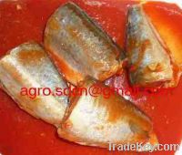 Sell 425gr canned mackerel in tomato sauce