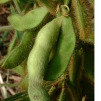 Sell Soybean extract