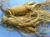 Sell Ginseng extract