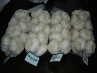 Sell china fresh garlic