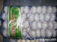 Sell new crop fresh garlic