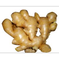 Sell Chinese Origin Good Qualtiy Fresh Ginger
