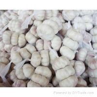 Sell Normal White Garlic