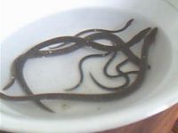 Sell hight quality eel and eel fry!