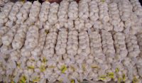 2016 crop Chinese Garlic