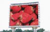 Sell attractive PH31.25 outdoor full color led display