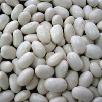 Sell white kidney bean-japan type