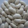 Sell Alubia Beans
