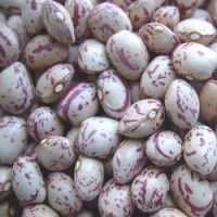 Sell Pinto Beans