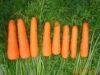 Sell carrot