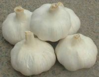 Sell garlic