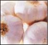 Egyptian Garlic Competitive Price