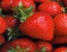 Sell Fresh Strawberry Competitive Price